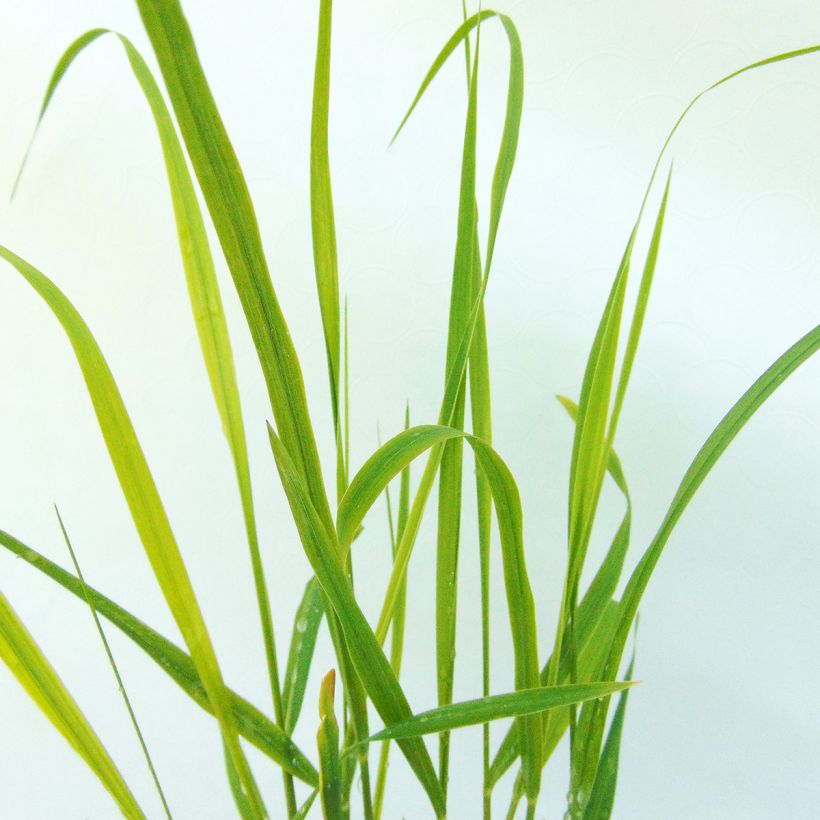 Panicum virgatum Hanse Herms (Follaje)