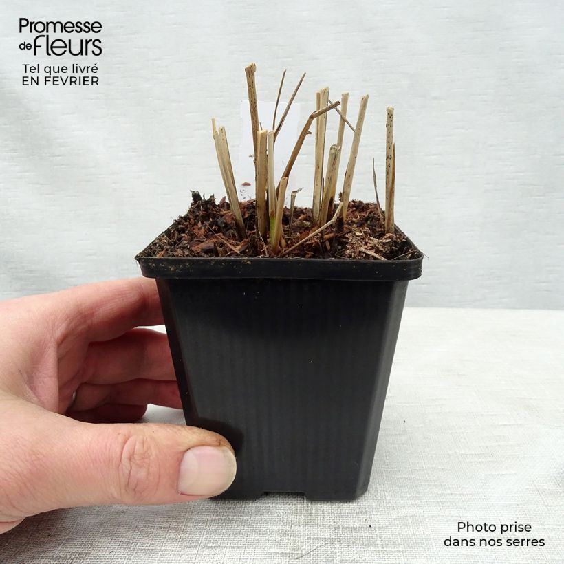 Panic érigé - Panicum virgatum Hanse Herms ( Rotstrahlbusch )   Godet de 9cm Ejemplar entregado en invierno