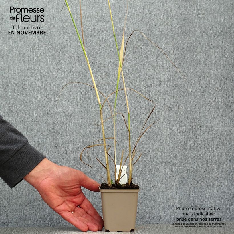 Ejemplar de Panic érigé - Panicum virgatum Heavy Métal godet de 9cm entregado en otoño