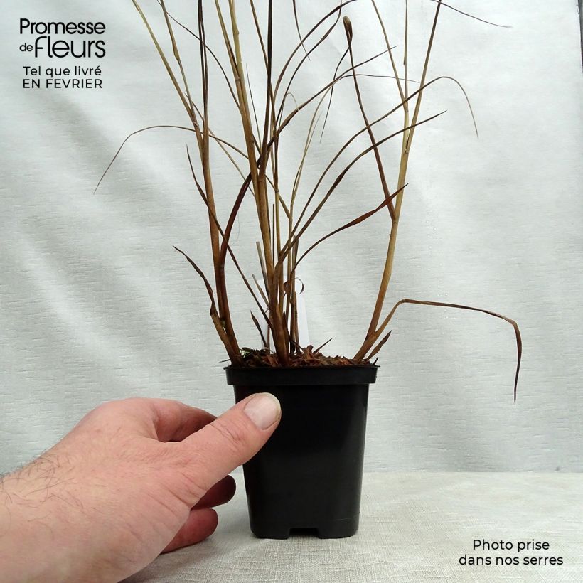 Panic érigé - Panicum virgatum Heiliger Hain en godet de 9 cm Ejemplar entregado en invierno