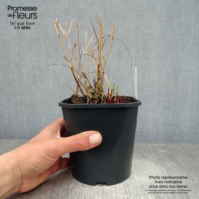 Panic érigé - Panicum virgatum Heiliger Hain en pot de 2/3 litres Ejemplar entregado en la primavera