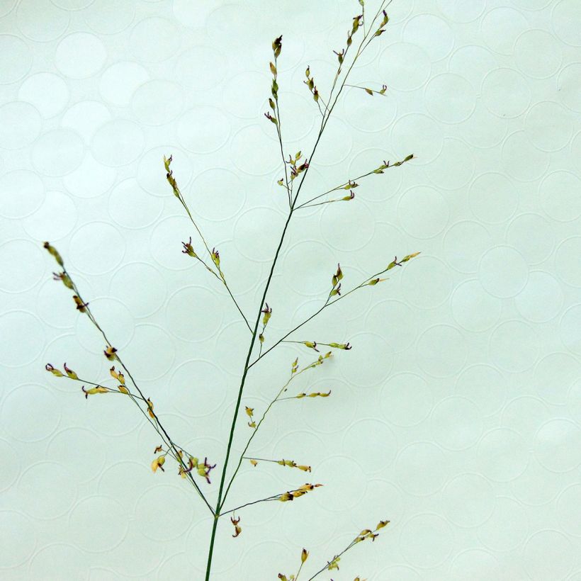 Panicum virgatum Kulsenmoor (Floración)