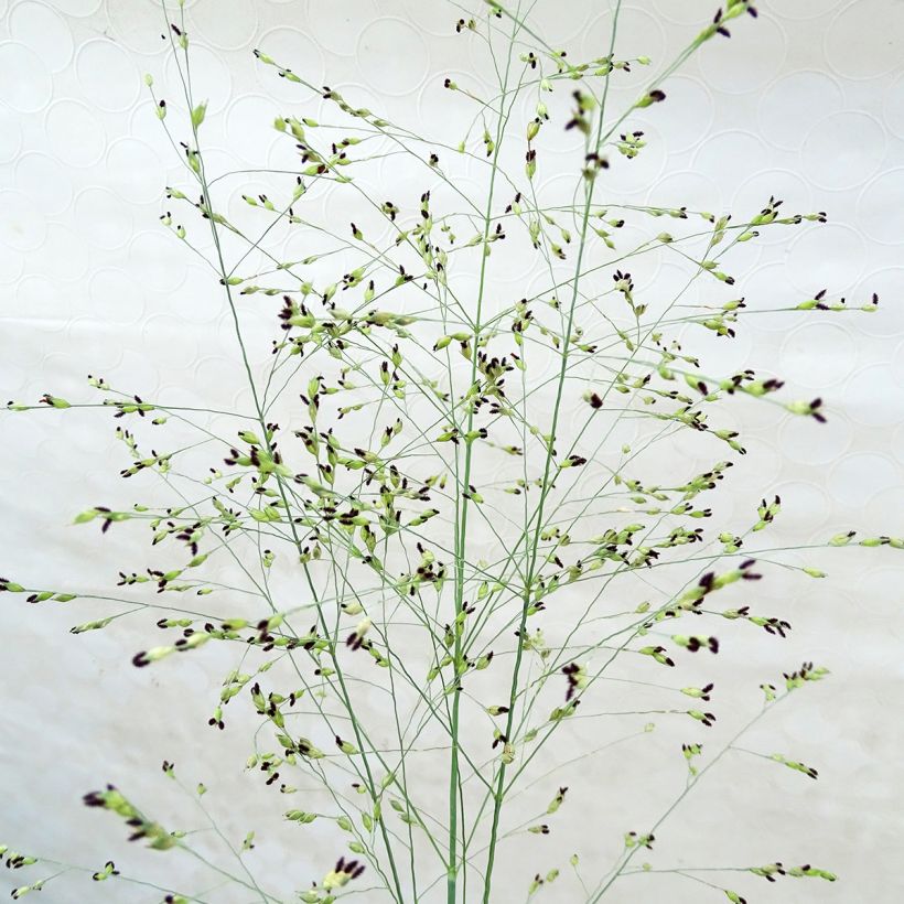 Panicum virgatum Prairie Sky (Floración)