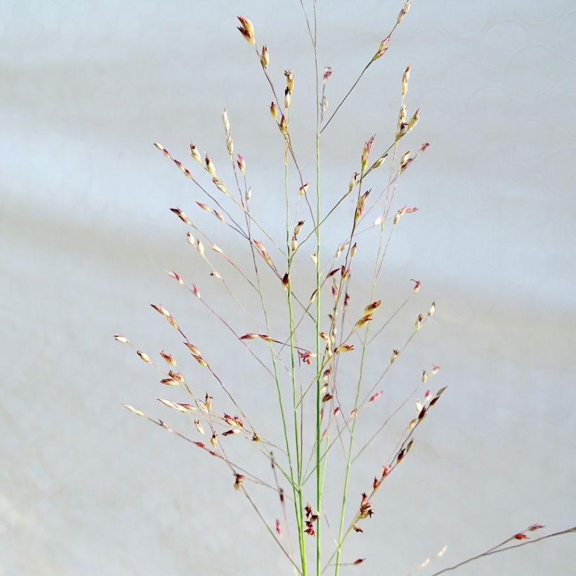 Panicum amarum (Floración)