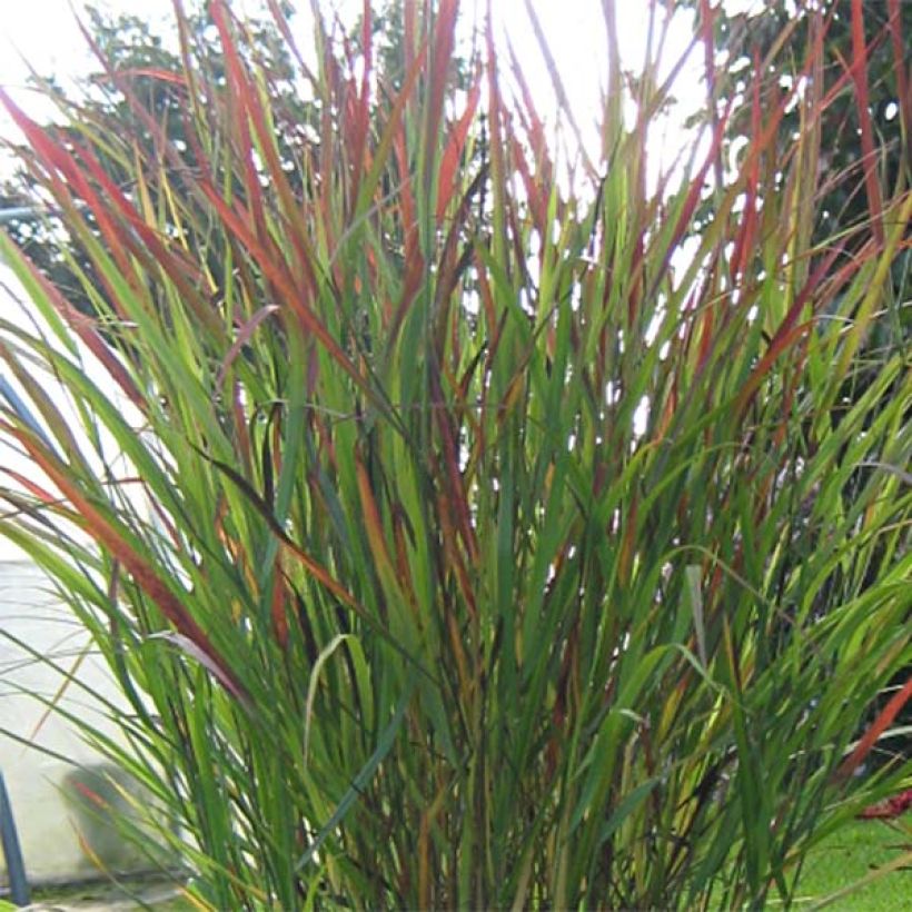 Panicum virgatum Cheyenne Sky (Follaje)