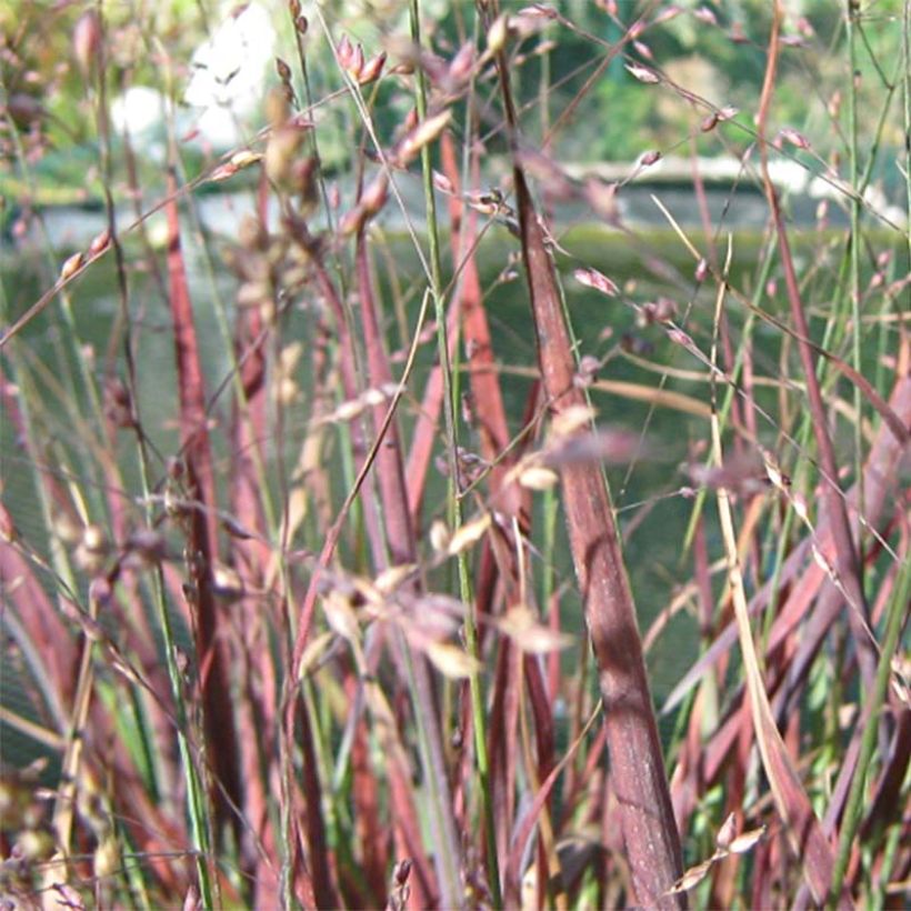 Panicum virgatum Cheyenne Sky (Floración)