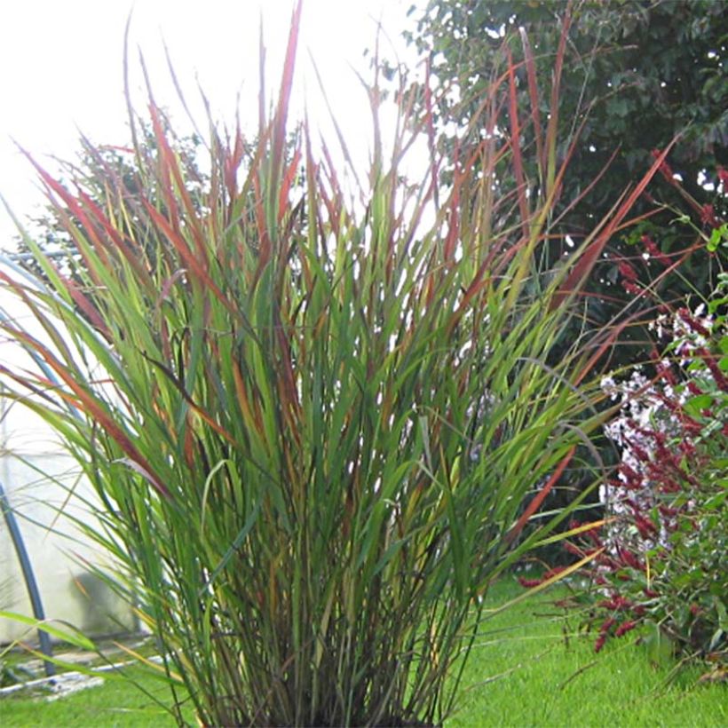 Panicum virgatum Cheyenne Sky (Porte)