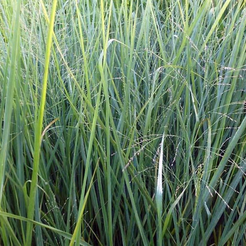 Panicum virgatum Cloud Nine (Follaje)