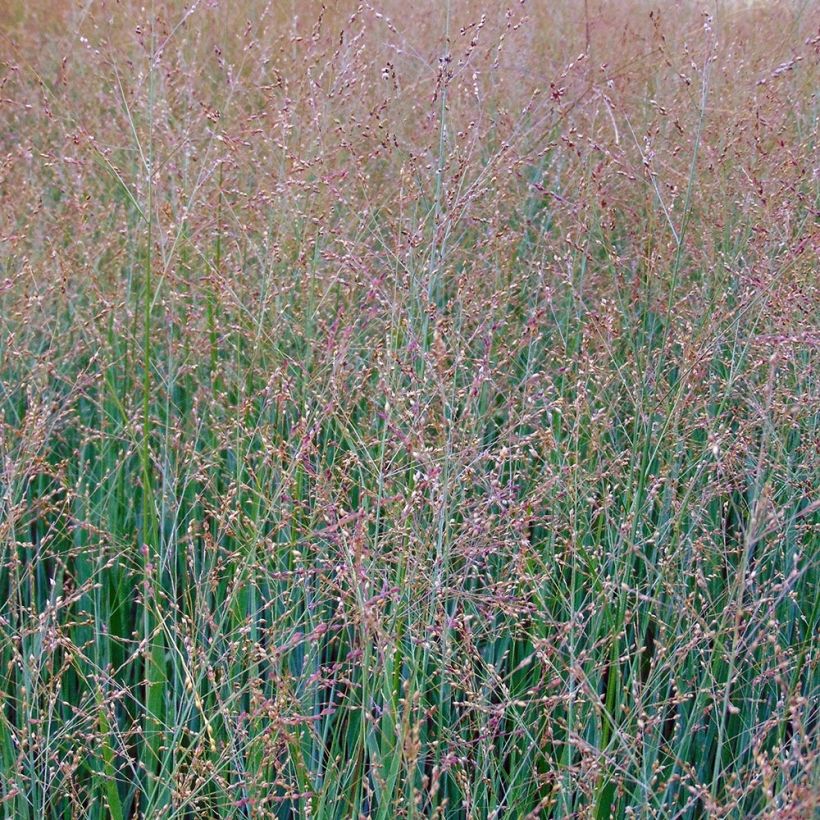 Panicum virgatum Cloud Nine (Floración)