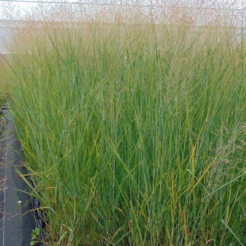 Panicum virgatum Cloud Nine (Porte)