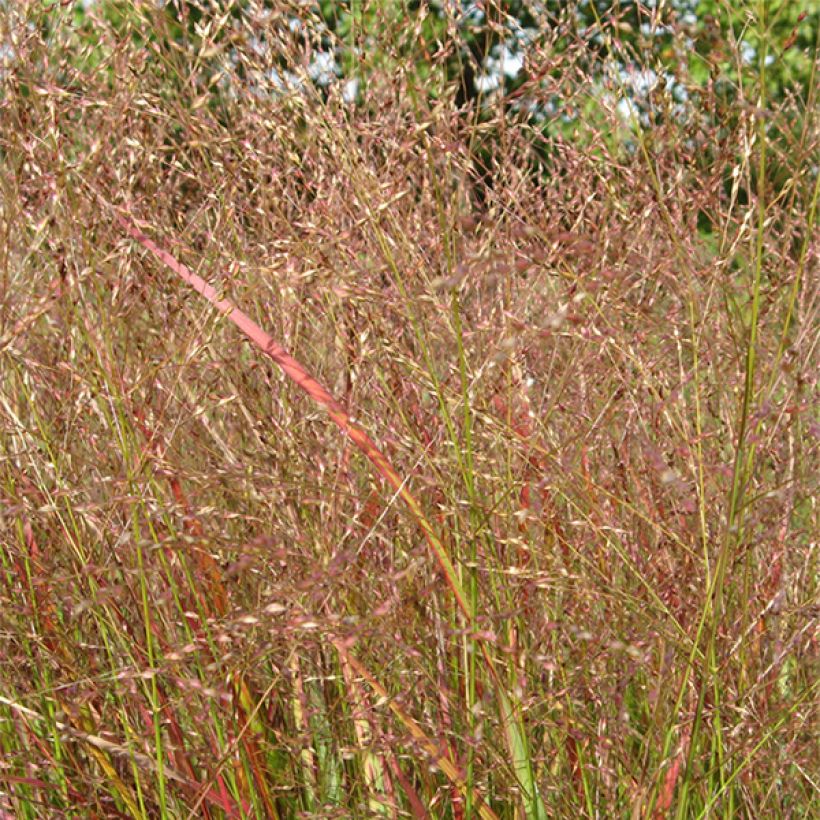 Panicum virgatum Hanse Herms (Floración)