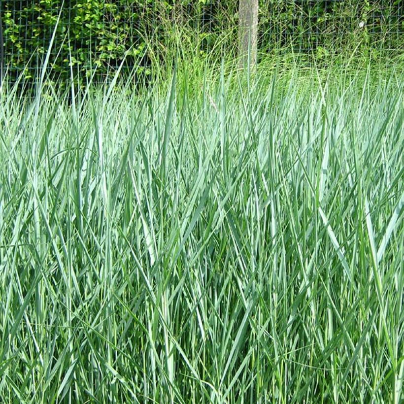 Panicum virgatum Prairie Sky (Porte)