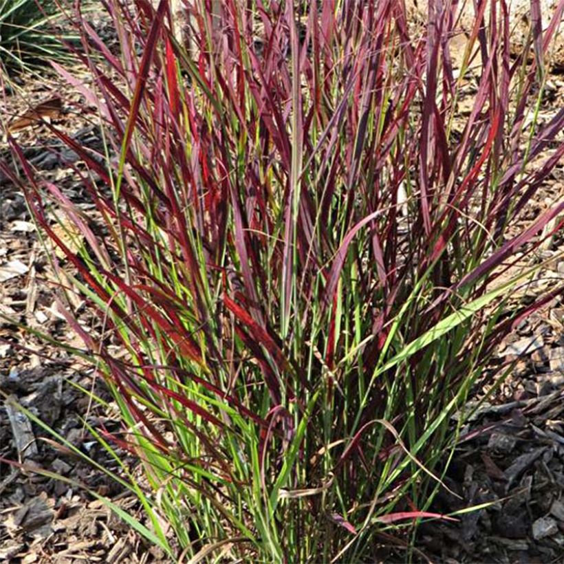 Panicum virgatum Sangria (Follaje)