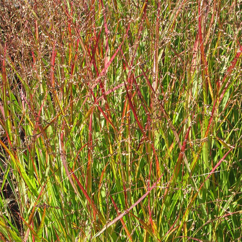 Panicum virgatum Shenandoah (Follaje)