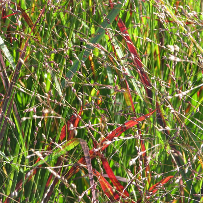 Panicum virgatum Shenandoah (Floración)