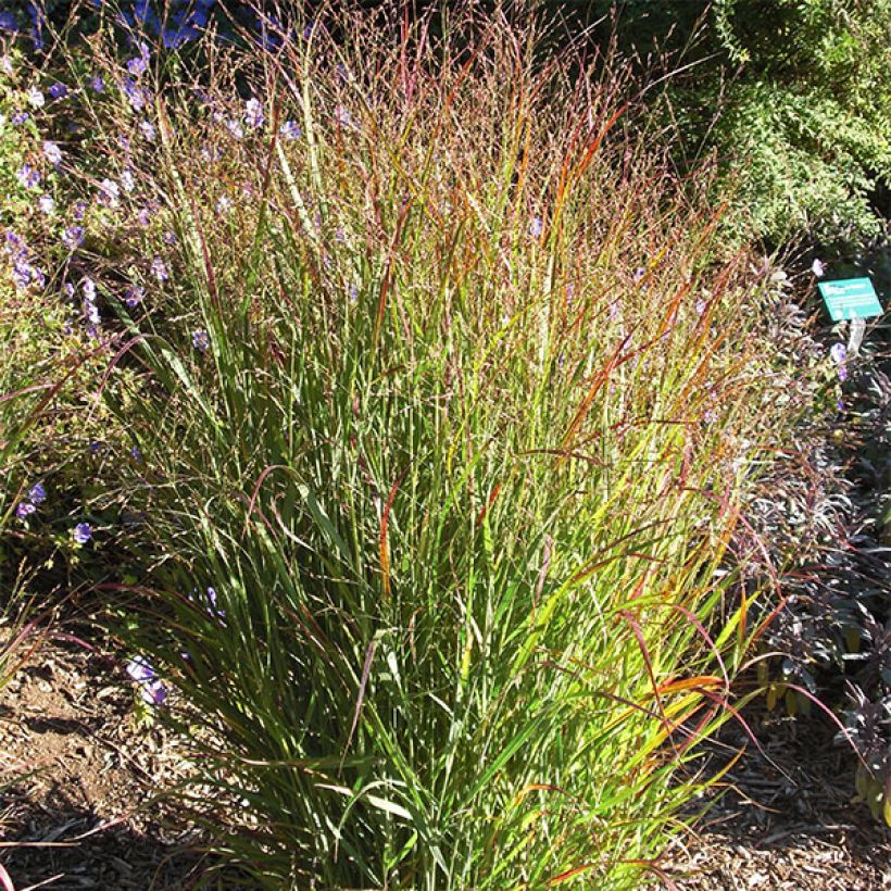 Panicum virgatum Shenandoah (Porte)