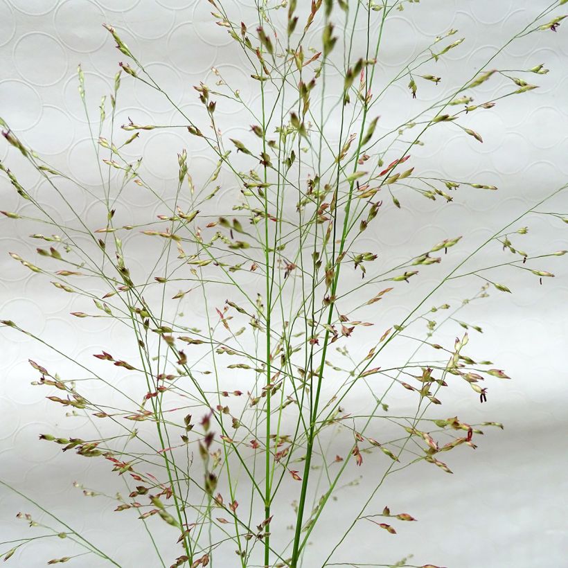 Panicum virgatum Squaw (Floración)