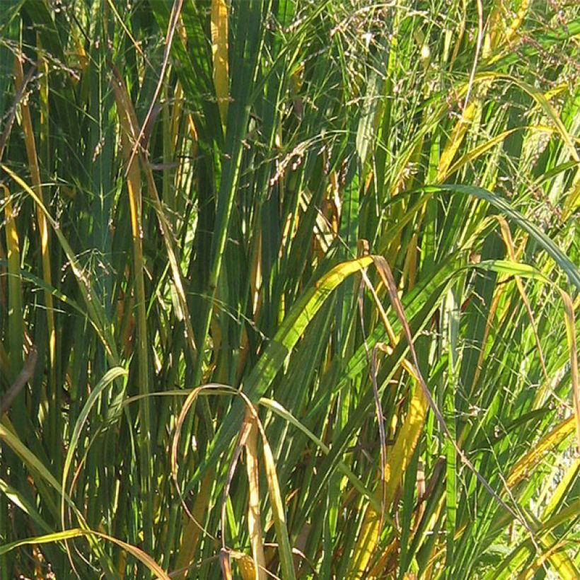 Panicum virgatum Thundercloud (Follaje)