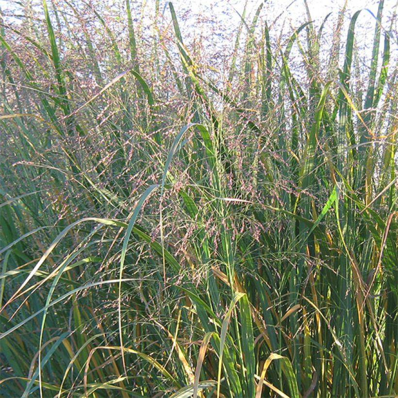 Panicum virgatum Thundercloud (Floración)