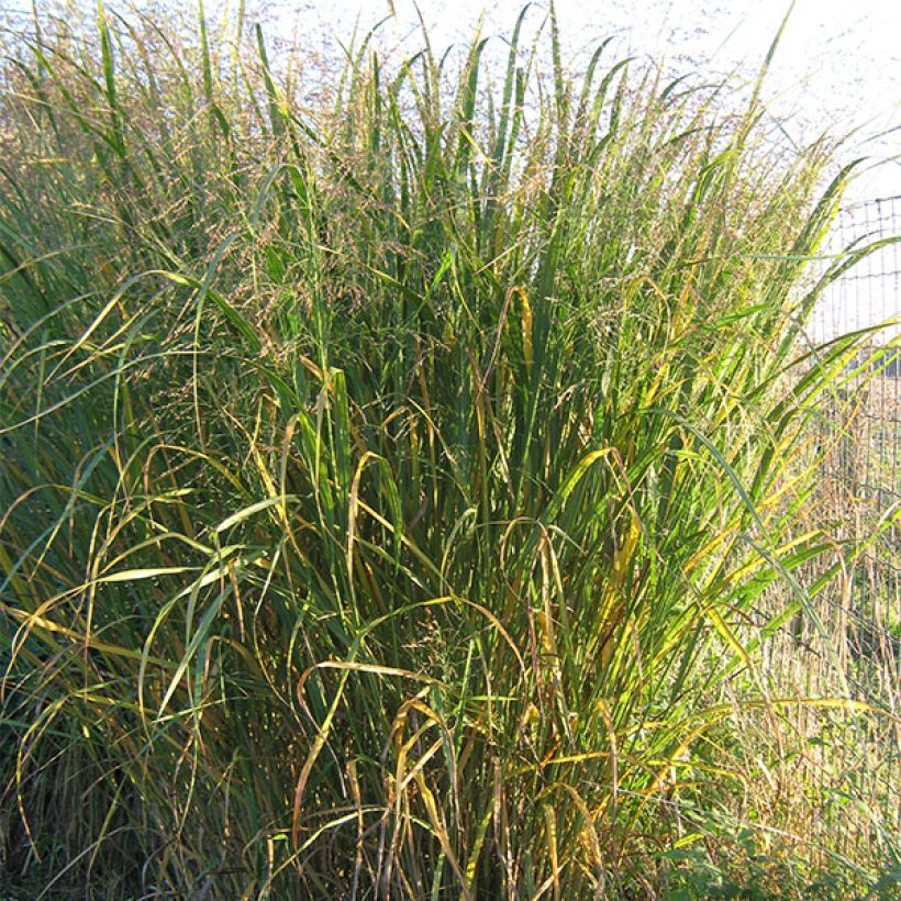 Panicum virgatum Thundercloud (Porte)