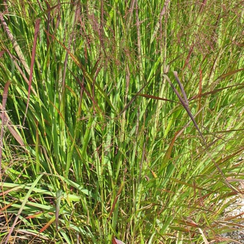 Panicum virgatum Warrior (Follaje)