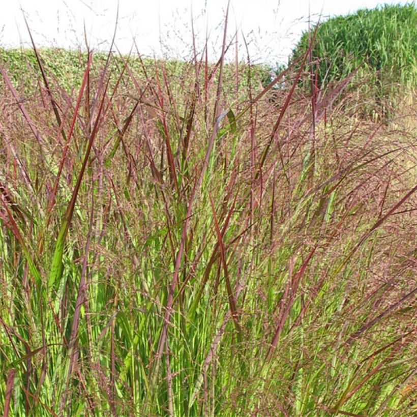 Panicum virgatum Warrior (Floración)