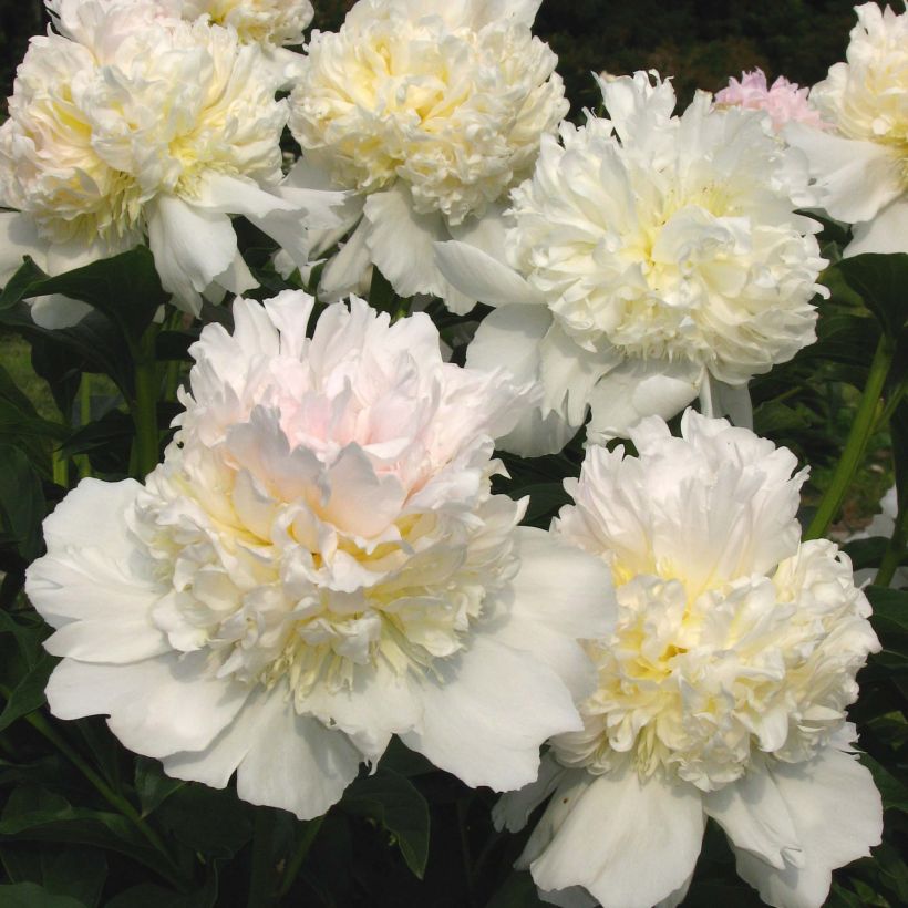 Peonia lactiflora Top Brass (Floración)