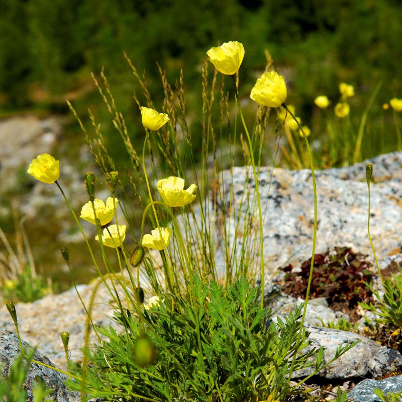 Papaver alpinum - Amopala (Porte)