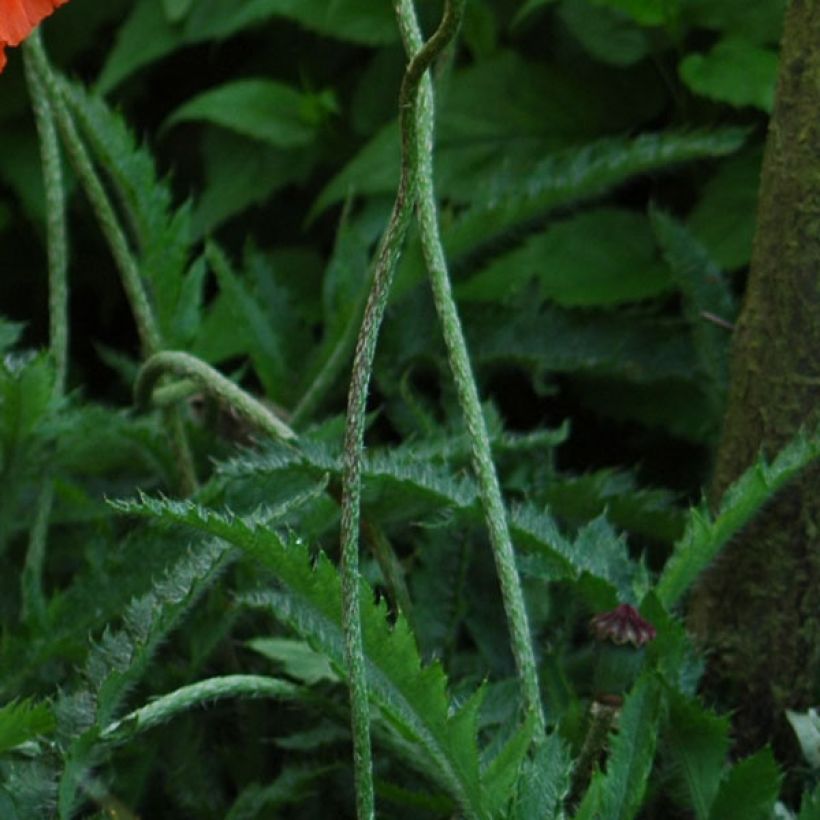 Amapola oriental Allegro - Papaver orientale (Follaje)