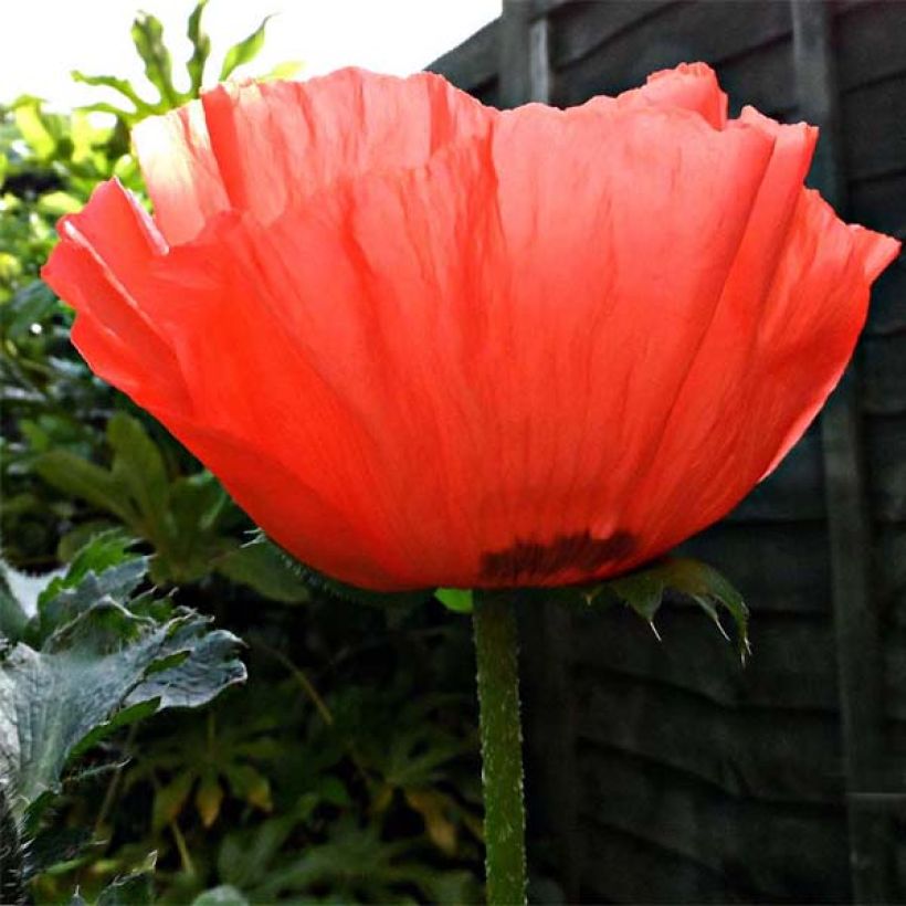 Amapola oriental Allegro - Papaver orientale (Floración)