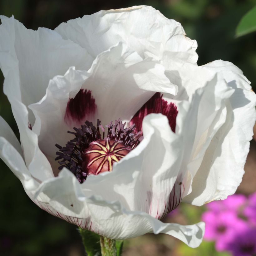 Amapola oriental Perry's White - Papaver orientale (Floración)