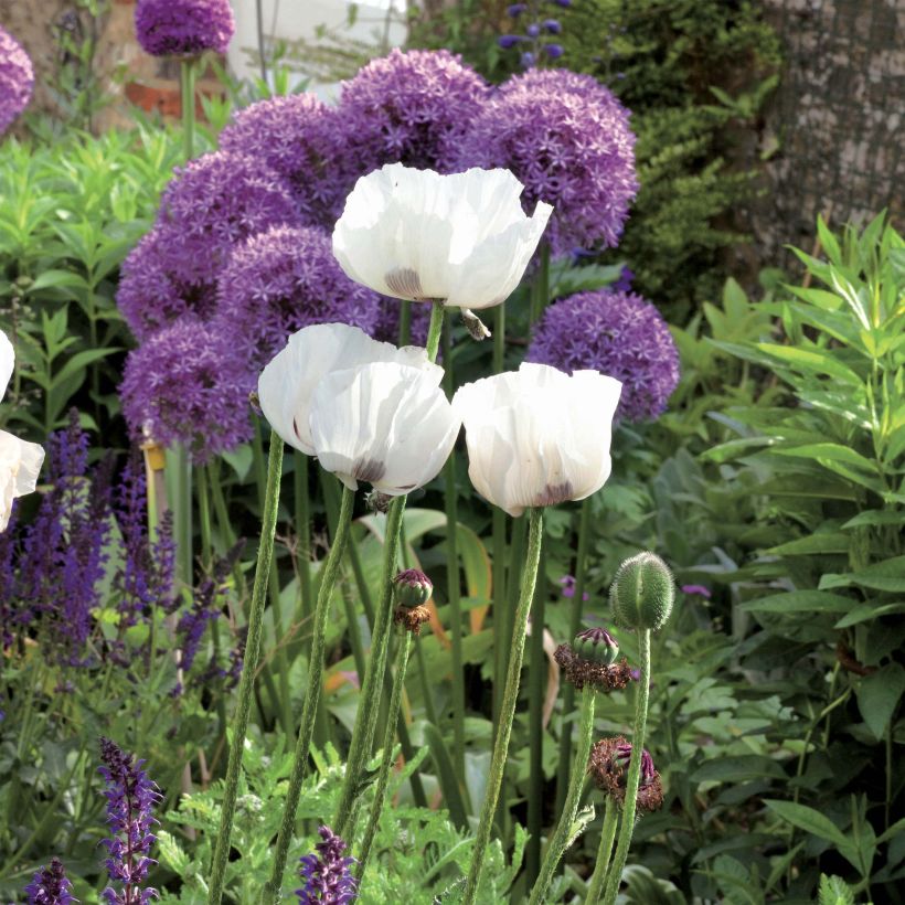 Amapola oriental Perry's White - Papaver orientale (Porte)