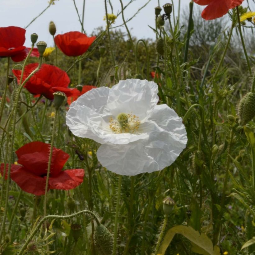 Amapola común Bridal Silk - Papaver rhoeas (Floración)