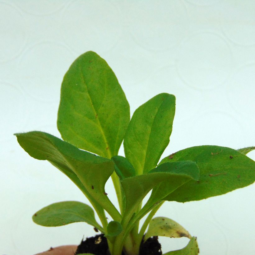 Bellis perennis Robella - Margarita de los prados (Follaje)