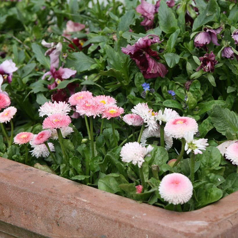 Bellis perennis Tasso Strawberries & Cream - Margarita de los prados (Porte)