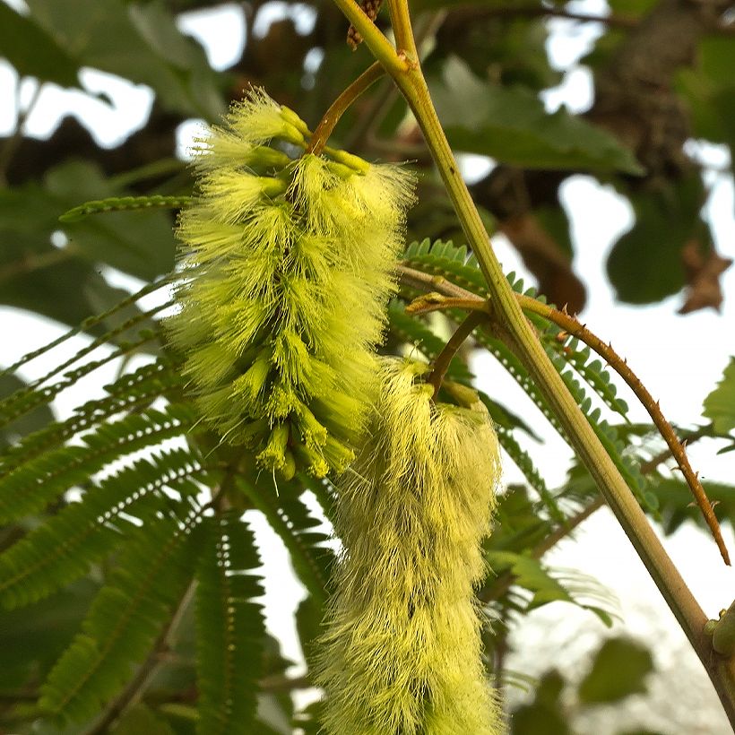 Paraserianthes lophantha (Floración)