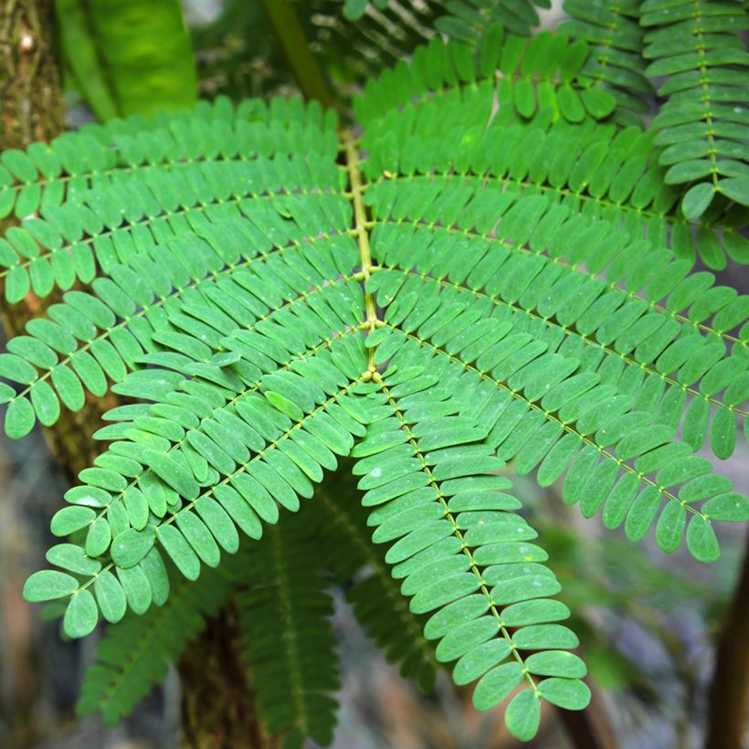 Paraserianthes lophantha (Follaje)