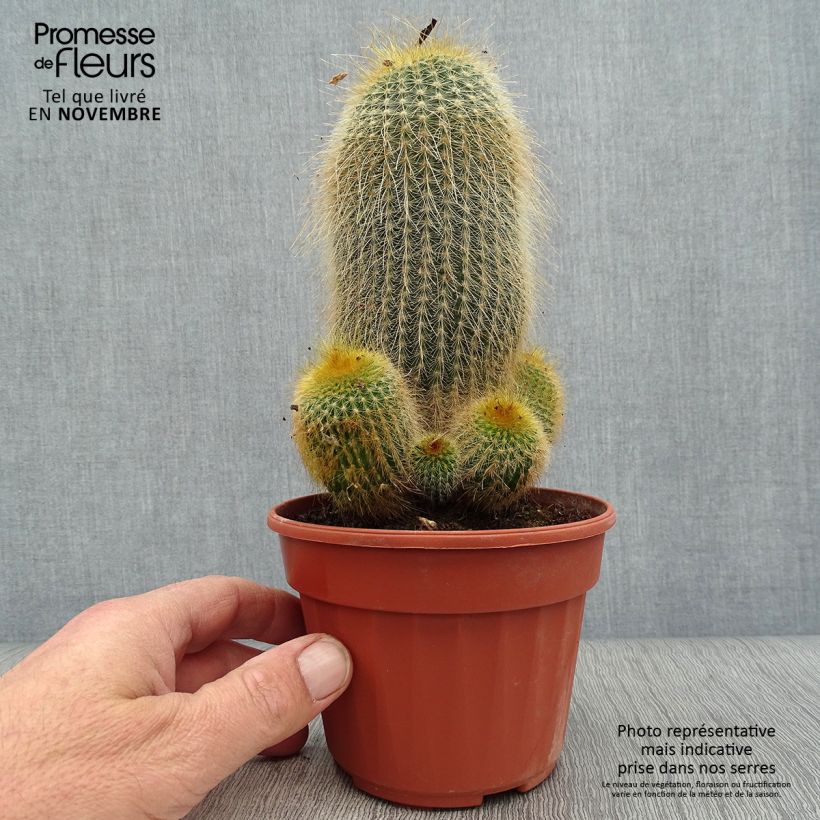 Ejemplar de Parodia leninghausii - Notocactus leninghausii Pot de 13 cm entregado en otoño