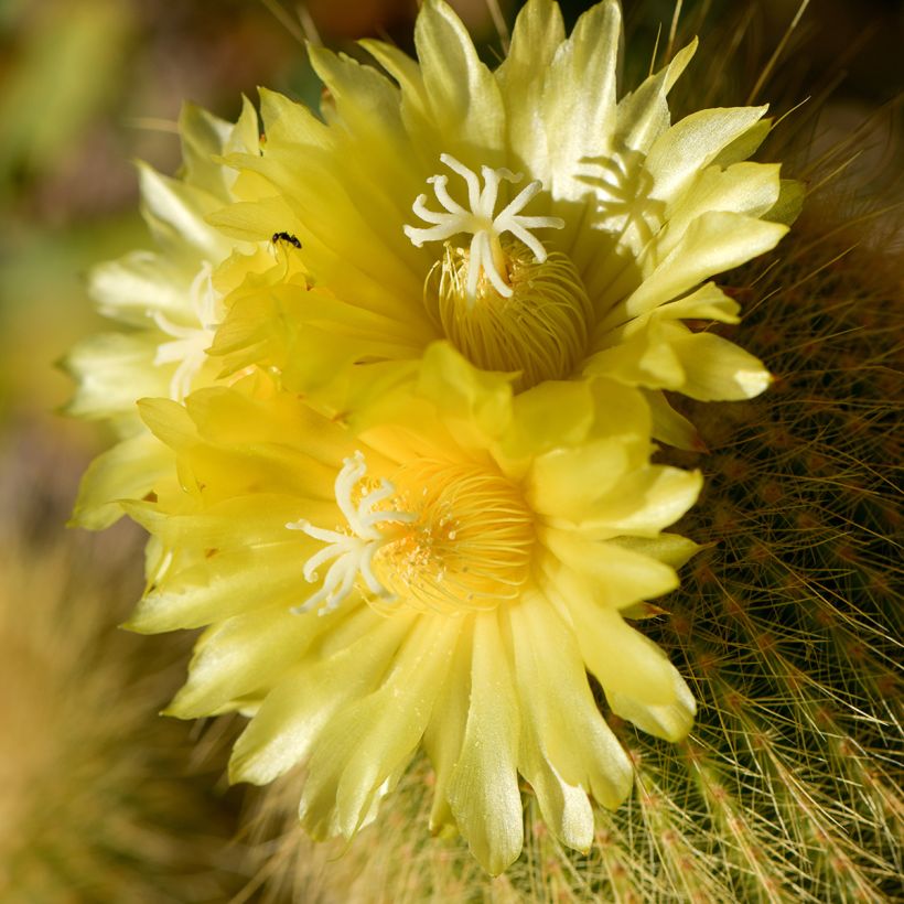 Parodia leninghausii (Floración)