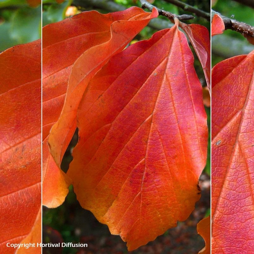 Parrotia persica Bella - Árbol de hierro (Follaje)