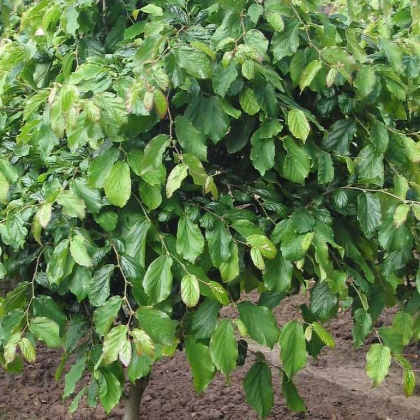 Parrotia persica Persian Spire - Árbol de hierro (Follaje)