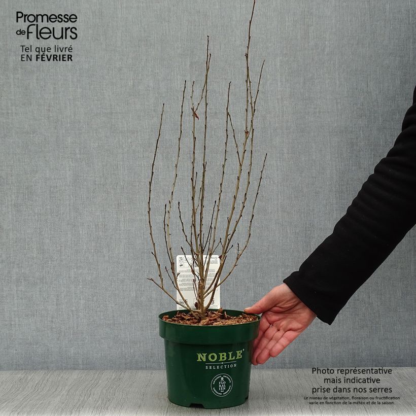 Parrotia persica Persian Spire - Arbre de fer Pot de 3L/4L Ejemplar entregado en invierno