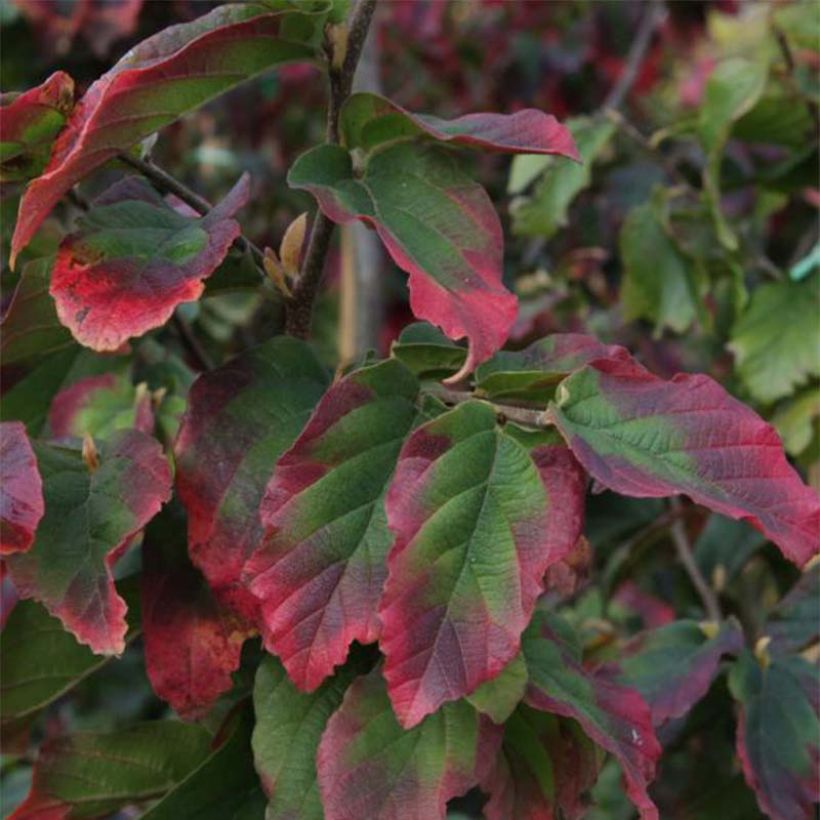 Parrotia persica Vanessa - Árbol de hierro (Follaje)