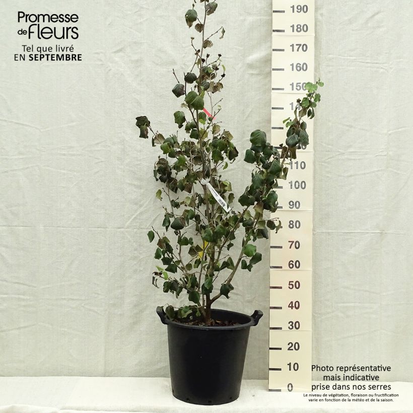 Ejemplar de Parrotiopsis jacquemontiana - Parrotie de Jacquemont  Pot de 30L/35L entregado en otoño