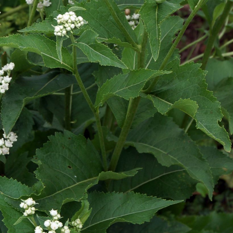 Quinina salvaje - Parthenium integrifolium (Follaje)