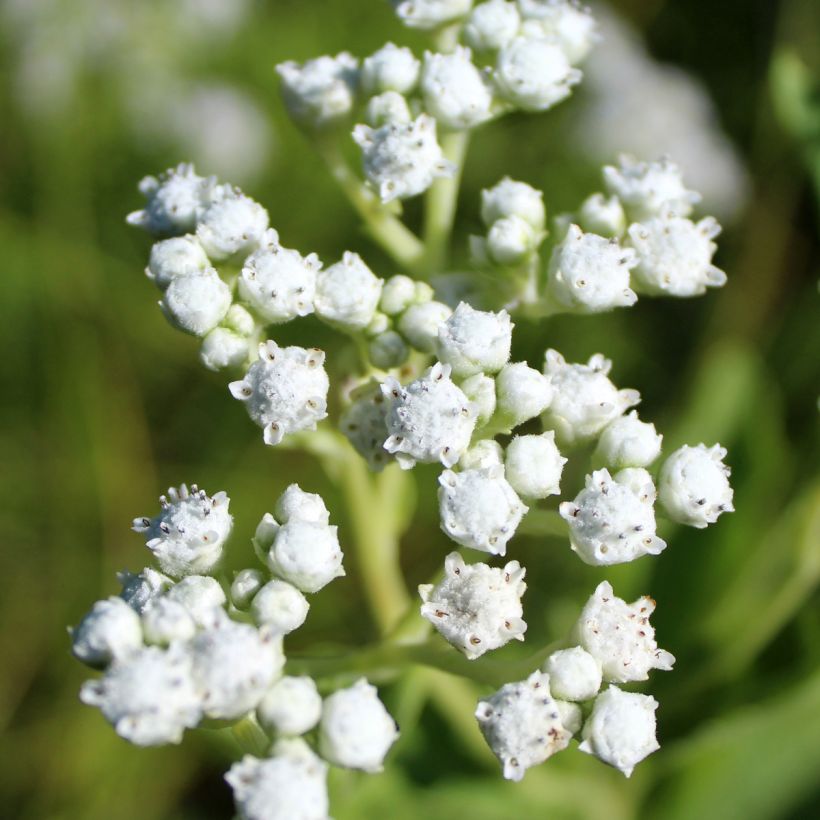 Quinina salvaje - Parthenium integrifolium (Floración)