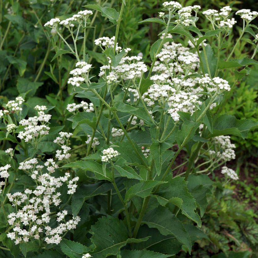 Quinina salvaje - Parthenium integrifolium (Porte)