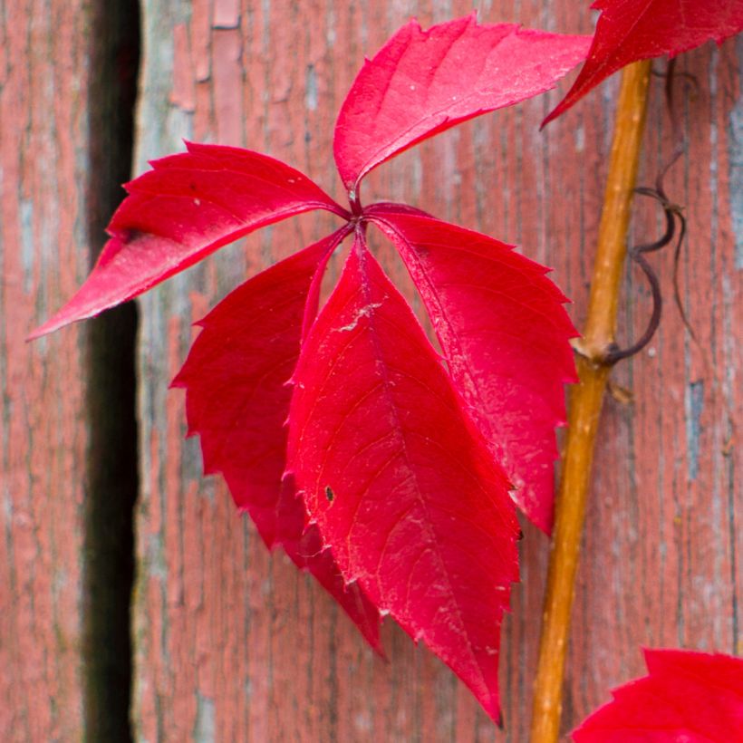 Parthenocissus quinquefolia Red wall Troki - Parra virgen (Follaje)