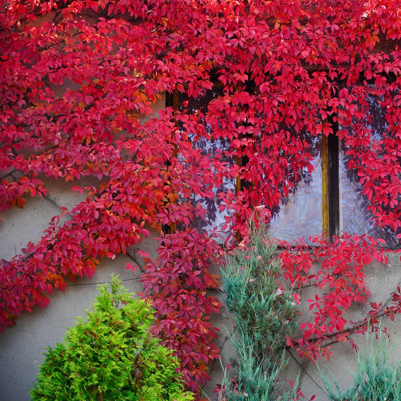 Parthenocissus quinquefolia Red wall Troki - Parra virgen (Porte)