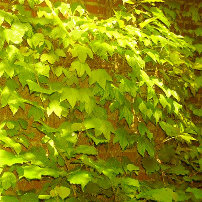 Parthenocissus tricuspidata Fenway Park - Parra virgen (Porte)